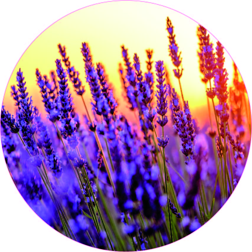 muurcirkel lavendel