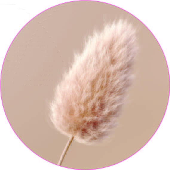 Muurcirkel pampas pluimen